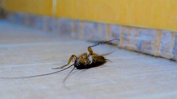 厕所地板上有蟑螂