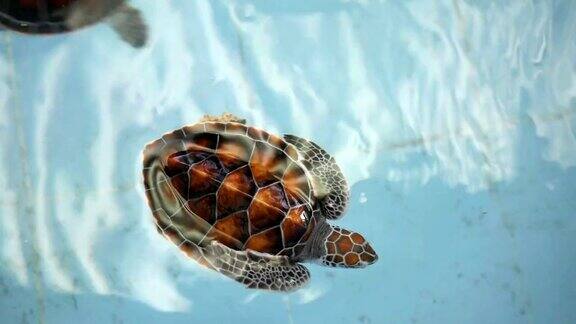乌龟在游泳池里游泳