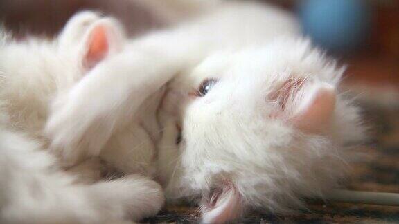 白色的两只小猫在玩耍睡觉互相咬着