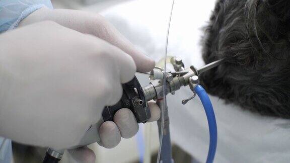 兽医正在对患有尿石症的狗进行膀胱膀胱镜检查萨巴卡被麻醉了躺在手术台上兽医将活检夹插入内窥镜的端口