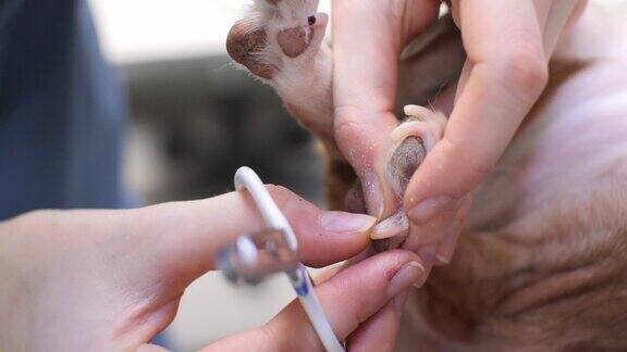 一位女兽医正在给一只狗剪指甲照顾宠物的指甲状况兽医用剪刀把狗重新长出的腿剪掉