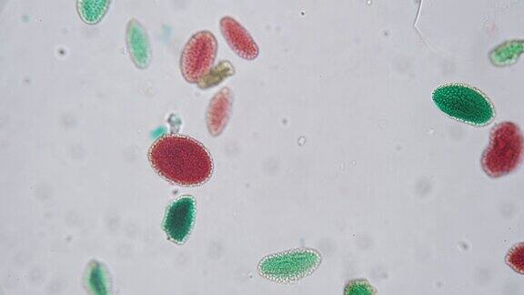 200倍显微镜下绿色和红色花粉萌发全株