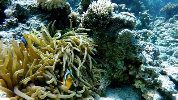 热带鱼海洋生物珊瑚礁热带海洋和珊瑚礁