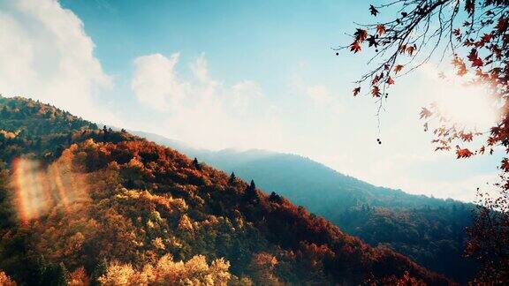 秋天树木森林山景观