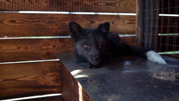黑色的狐狸有着美丽的橙色眼睛自然保护区的野生动物兽医