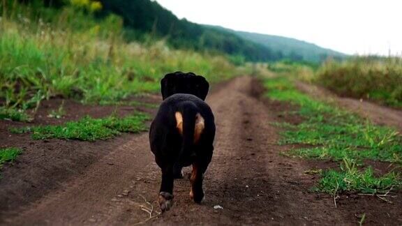 后面的腊肠狗狗是在自然的道路上行走的慢动作视频