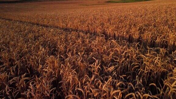 立陶宛考纳斯的麦田一个阳光灿烂的日子4K拍摄