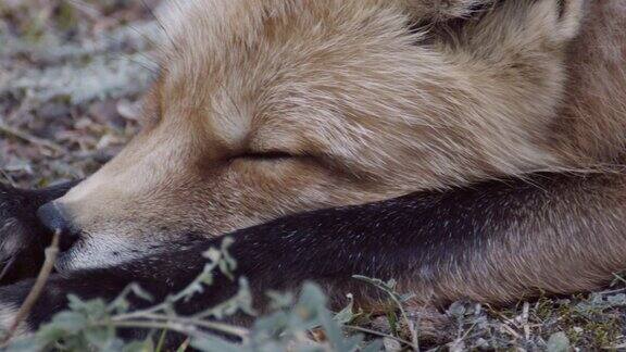 这是野外赤狐的特写镜头