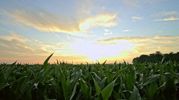 日出时的玉米地