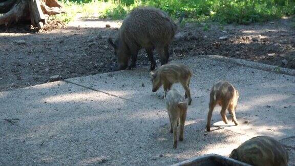 在动物园的一个喂食点野猪幼崽跟随母亲