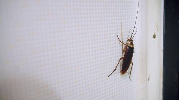 在Dirty浴室里靠近墙上的蟑螂