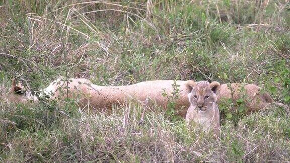 非洲肯尼亚的马赛马拉野生动物保护区