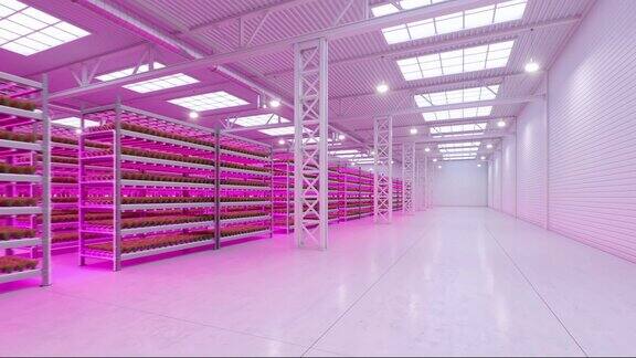 室内水培蔬菜工厂与led照明展示空间仓库农场内部的水培绿色沙拉农场罗马生菜混凝土楼板3d渲染4k的视频