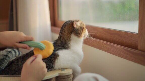 定期给猫刷牙