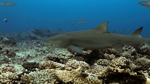 太平洋里美丽的柠檬鲨鲨鱼在珊瑚礁附近游动的水下生物潜水在清澈的水-近观