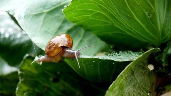 小蜗牛在雨中爬卷心菜叶