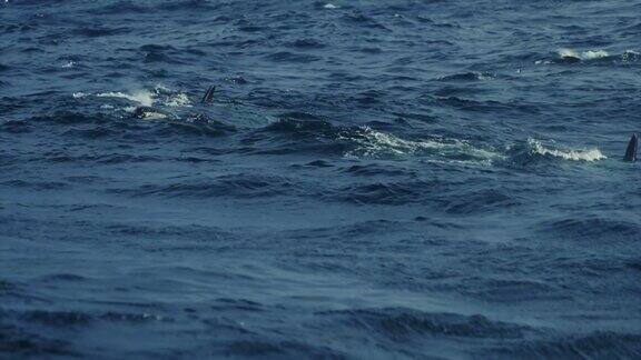 挪威海的虎鲸