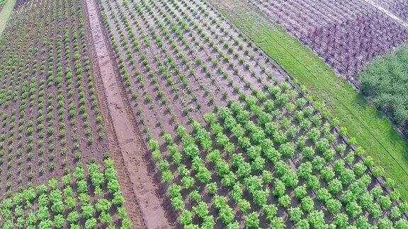 植物栽培全景总平面图花园中心高空航拍