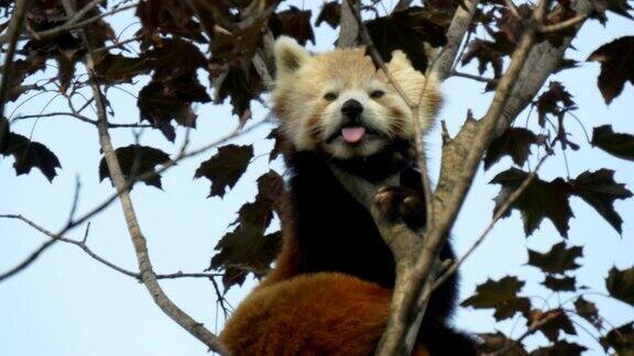 红熊猫在树上特写