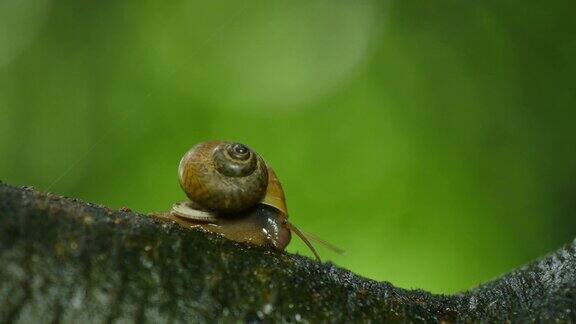 蜗牛在雨林的树上行走