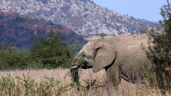 非洲象在南非兰尼斯堡野生动物狩猎