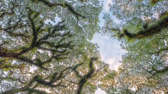日落时移动的云的时间延迟在印度尼西亚东爪哇Banyuwangi的DeDjawatan森林中美丽的绿色树木
