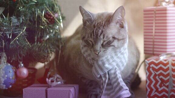 可爱的灰色条纹毛绒绒的猫带着条纹围巾在圣诞树下休息和礼物