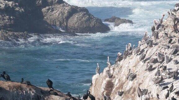 鹈鹕群岩石悬崖岛海洋灰狼角加利福尼亚鸟类的飞行