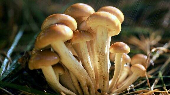 蜜环菌蜂蜜木耳的蘑菇在雨中的阳光森林里
