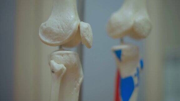 体积详细解剖人体骨骼