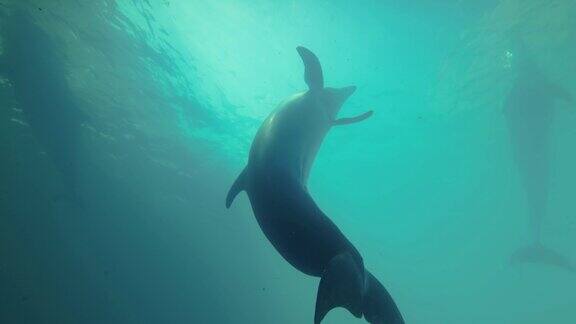 海豚自拍好奇的海豚看着相机镜头然后游开了慢动作