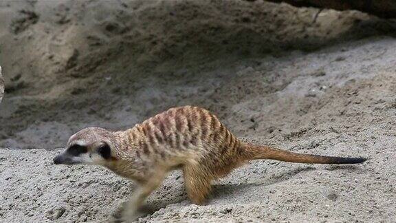 成年猫鼬在挖沙子