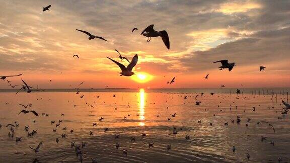日落与鸟在自然海鸥飞行