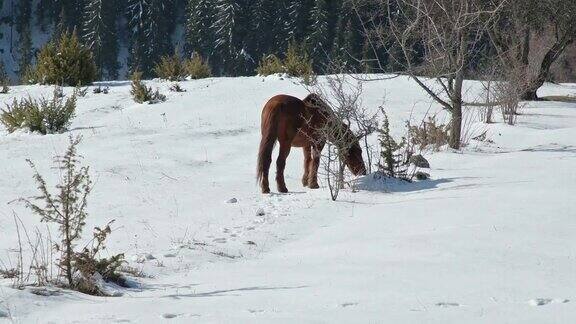 一群马在山上的雪下寻找食物牲畜的牧场