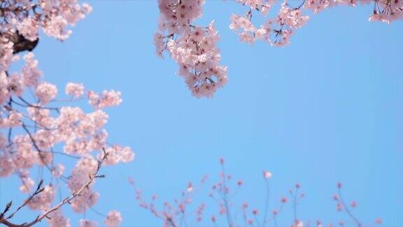 盛开的樱花在风中摇曳