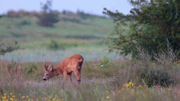 丹麦清晨麋鹿在沼地草地上吃草