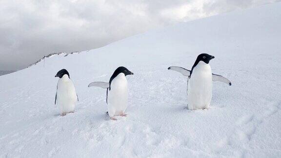 三只阿德利企鹅在南极洲的雪地上挥动翅膀鸟在南极洲白色背景