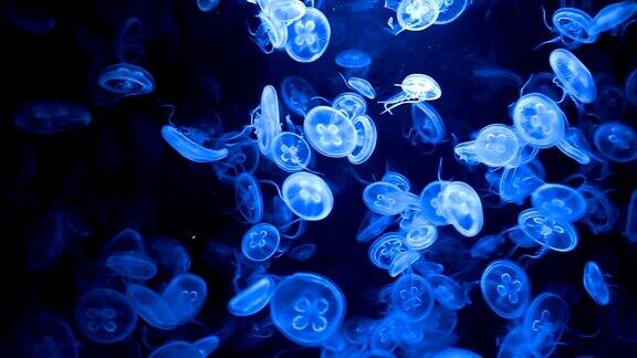 一群水母在水下缓慢移动