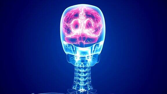 人脑x射线扫描|可循环