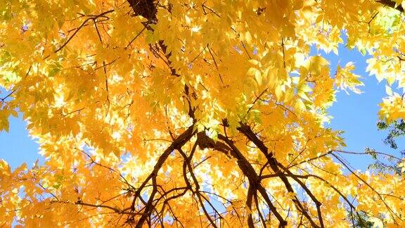 秋天的树和阳光