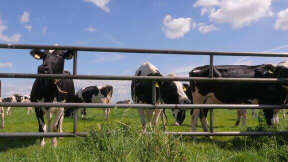 荷兰的黑白色荷斯坦奶牛在草地上吃草