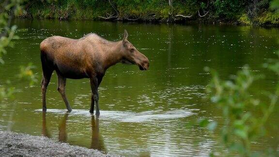 站在河里的驼鹿