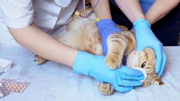 兽医处理猫眼棉垫兽医诊所的兽医助理手里拿着一只宠物