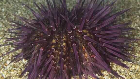 这是在沙滩上行走的海胆刺的特写紫海胆(Paracentrotuslividus)水下拍摄地中海、欧洲
