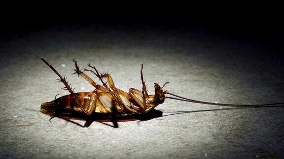 镜头聚焦:一只讨厌的蟑螂躺在地上奄奄一息