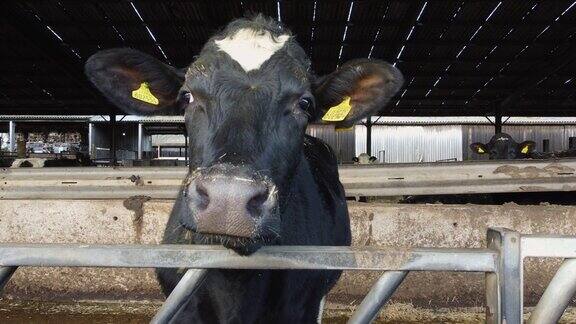 荷尔斯汀的小母牛(母牛犊)在牲口棚里繁殖过冬