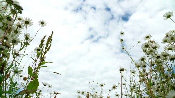 雨后晴朗的蓝天清新的日子里美丽盛开的洋甘菊草地从下面看野花昆虫给野花授粉多莉季节生态季节天气纯净