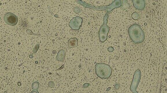 科学显微镜下的人体细胞动画