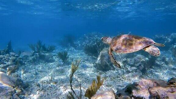 小绿海龟在加勒比海靠近阿库马尔湾-里维埃拉玛雅科苏梅尔金塔纳罗奥墨西哥