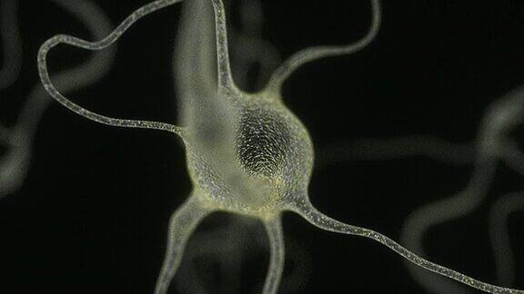 神经元细胞电镜图
